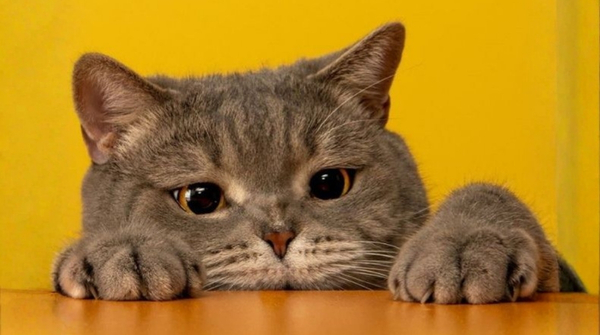 Gato con gesto de ansiedad